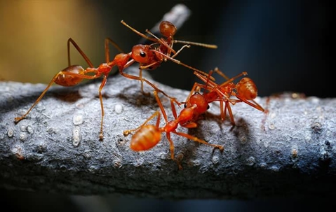 Termite Control